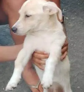 Cachorro ra a SRD-ViraLata idade 2 a 6 meses nome Jandira