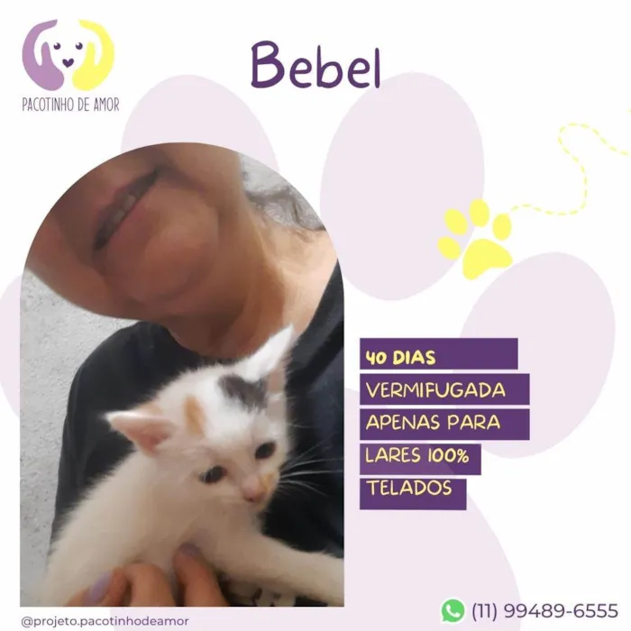 Gato ra a SRD-ViraLata idade Abaixo de 2 meses nome Bebel