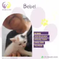 Bebel