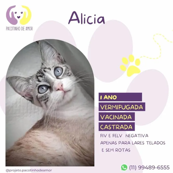 Gato ra a SRD-ViraLata idade 1 ano nome Alicia