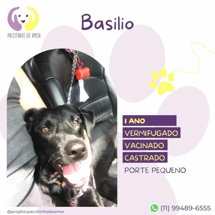Cachorro ra a SRD-ViraLata idade 1 ano nome Basilio