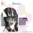 Basilio