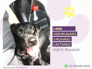 Cachorro raça SRD-ViraLata idade 1 ano nome Basilio