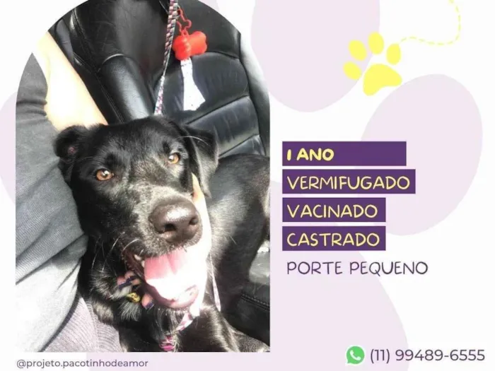 Cachorro ra a SRD-ViraLata idade 1 ano nome Basilio