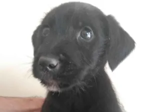 Cachorro raça SRD-ViraLata idade 2 a 6 meses nome Preto 