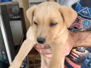 Cachorro raça SRD-ViraLata idade 2 a 6 meses nome Marela 