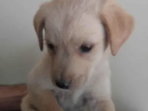 Cachorro raça SRD-ViraLata idade 2 a 6 meses nome Marelo 