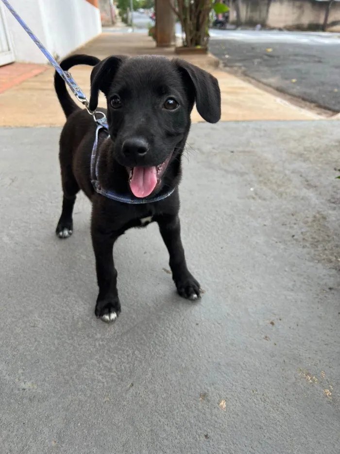 Cachorro ra a SRD-ViraLata idade 2 a 6 meses nome Não tem nome