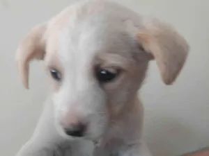 Cachorro raça SRD-ViraLata idade 2 a 6 meses nome Branca 