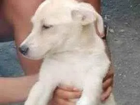 Cachorro raça SRD-ViraLata idade 2 a 6 meses nome Jandira