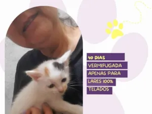 Gato raça SRD-ViraLata idade Abaixo de 2 meses nome Bebel