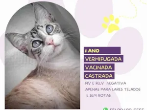 Gato raça SRD-ViraLata idade 1 ano nome Alicia