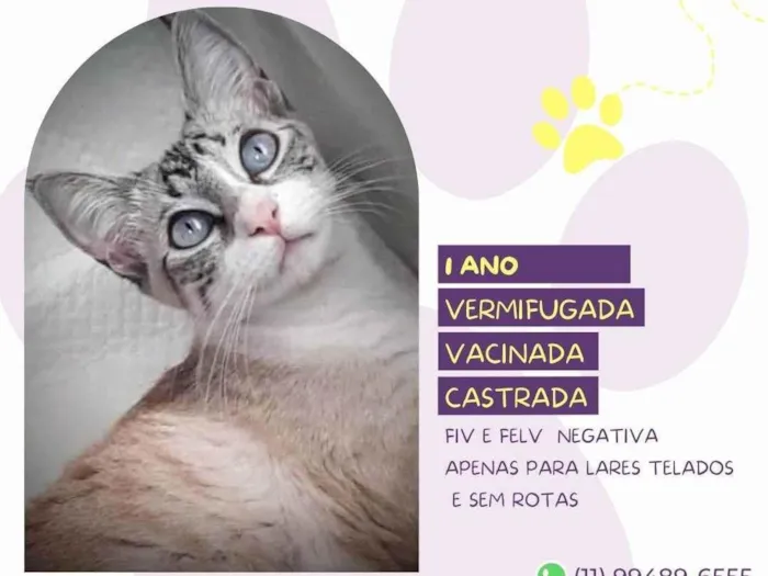Gato ra a SRD-ViraLata idade 1 ano nome Alicia
