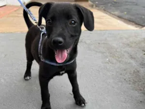 Cachorro raça SRD-ViraLata idade 2 a 6 meses nome Não tem nome