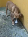 Pipoca
