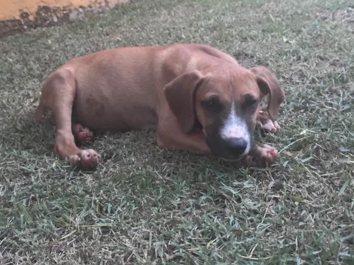 Cachorro ra a SRD-ViraLata idade 2 a 6 meses nome Pipoca