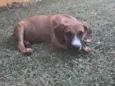 Pipoca