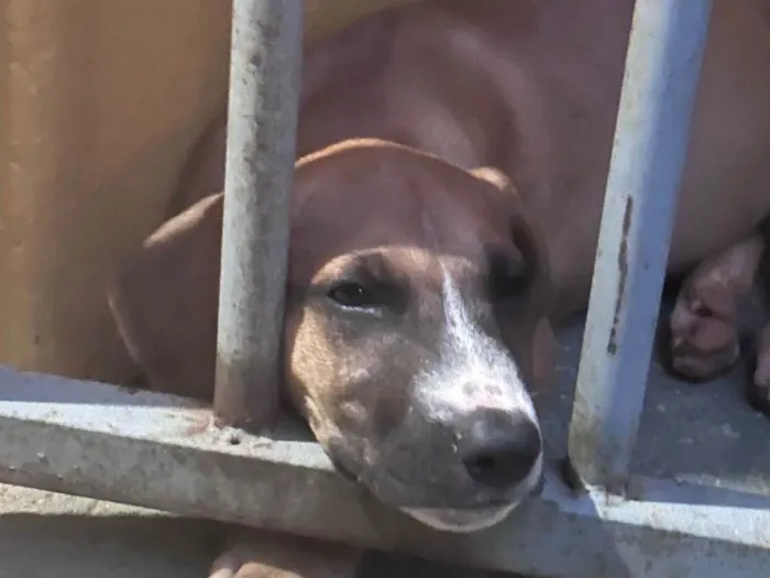 Cachorro ra a SRD-ViraLata idade 2 a 6 meses nome Pipoca