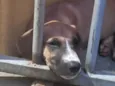 Pipoca