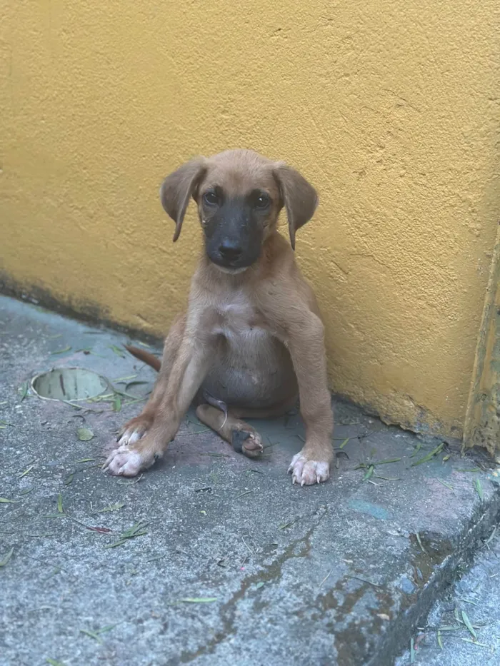 Cachorro ra a SRD-ViraLata idade 2 a 6 meses nome Paçoca