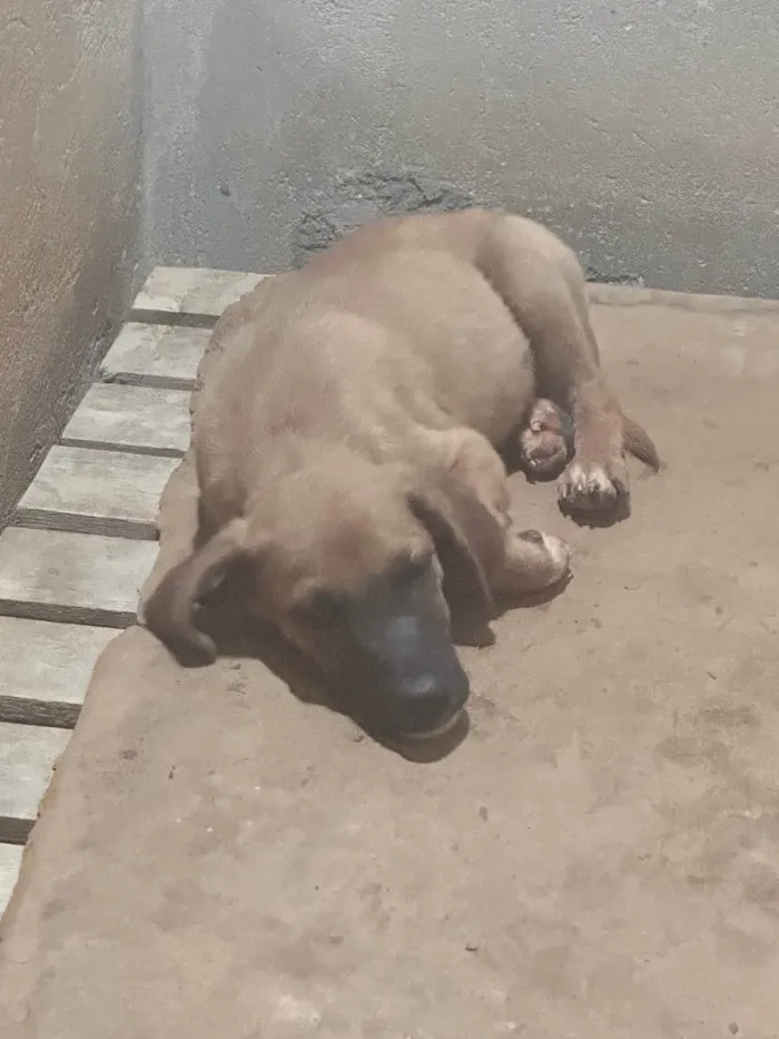 Cachorro ra a SRD-ViraLata idade 2 a 6 meses nome Paçoca