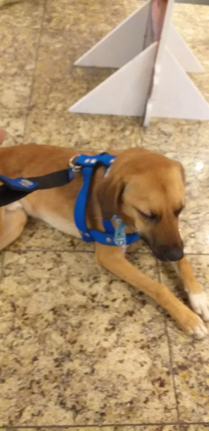 Cachorro ra a SRD-ViraLata idade 1 ano nome Bono