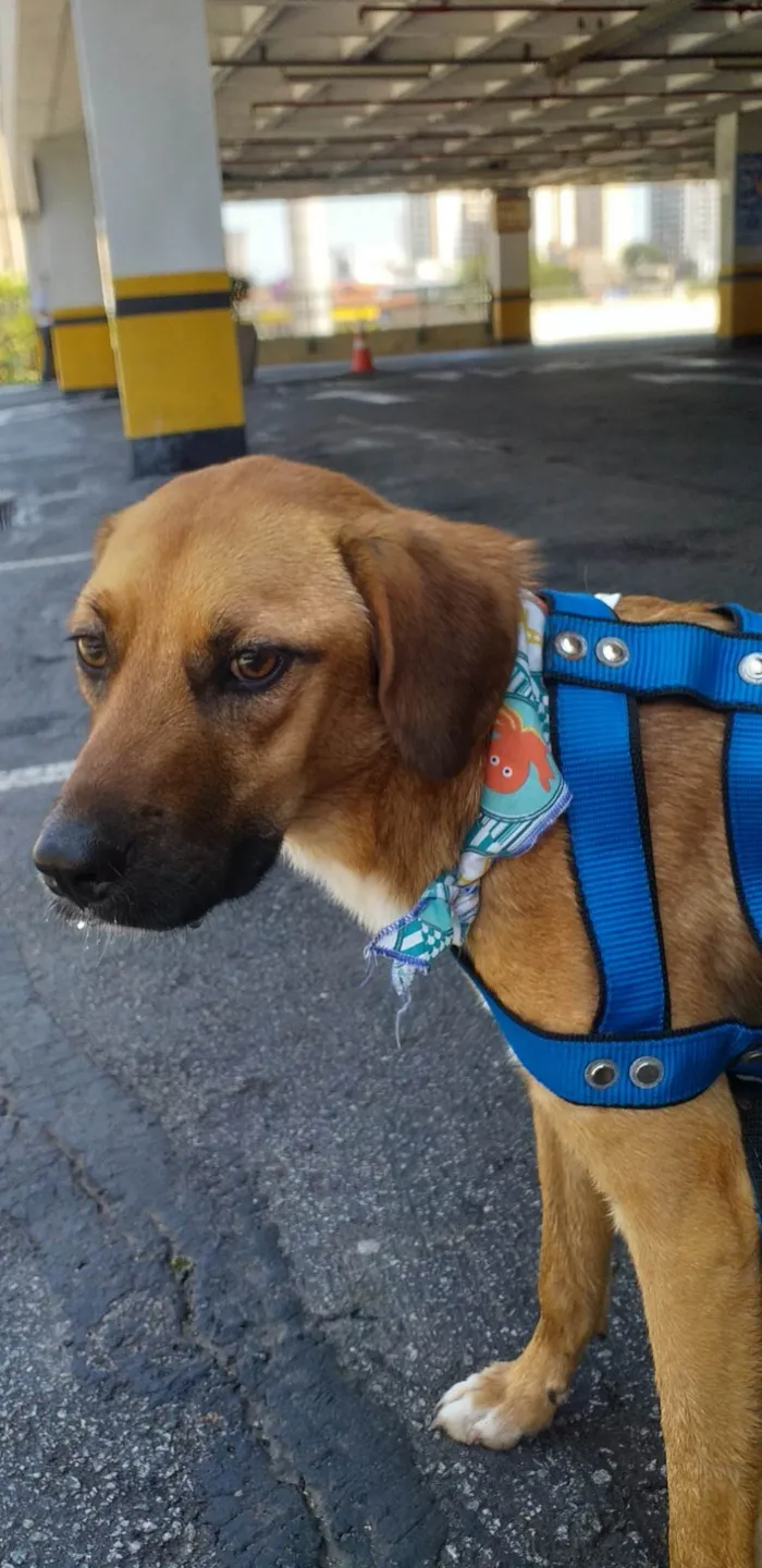 Cachorro ra a SRD-ViraLata idade 1 ano nome Bono