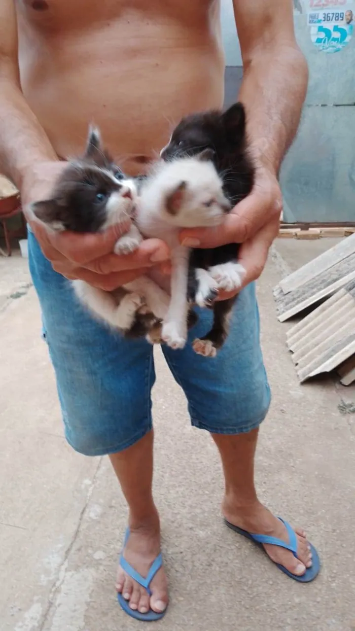 Gato ra a SRD-ViraLata idade 2 a 6 meses nome Filhotes