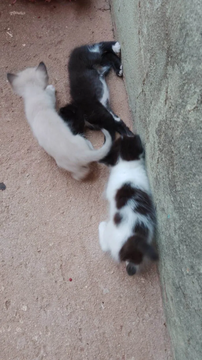Gato ra a SRD-ViraLata idade 2 a 6 meses nome Filhotes