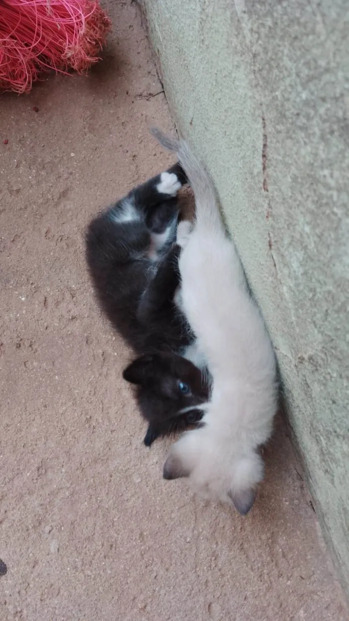 Gato ra a SRD-ViraLata idade 2 a 6 meses nome Filhotes