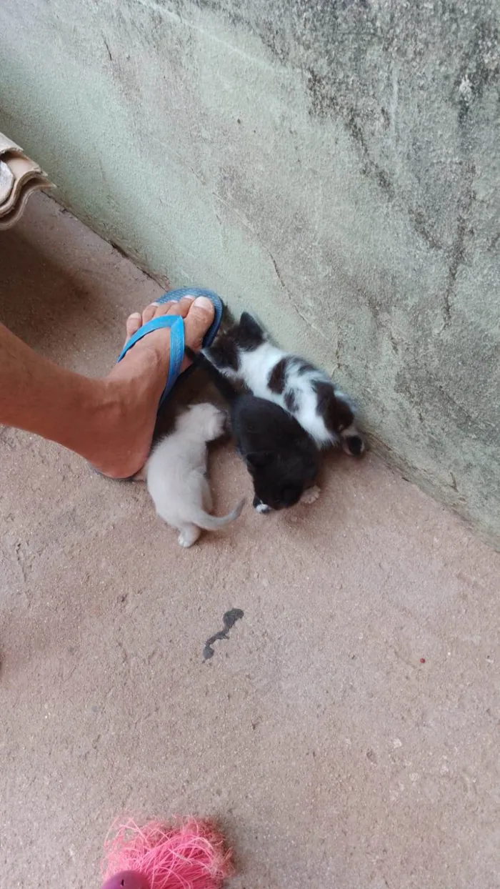 Gato ra a SRD-ViraLata idade 2 a 6 meses nome Filhotes