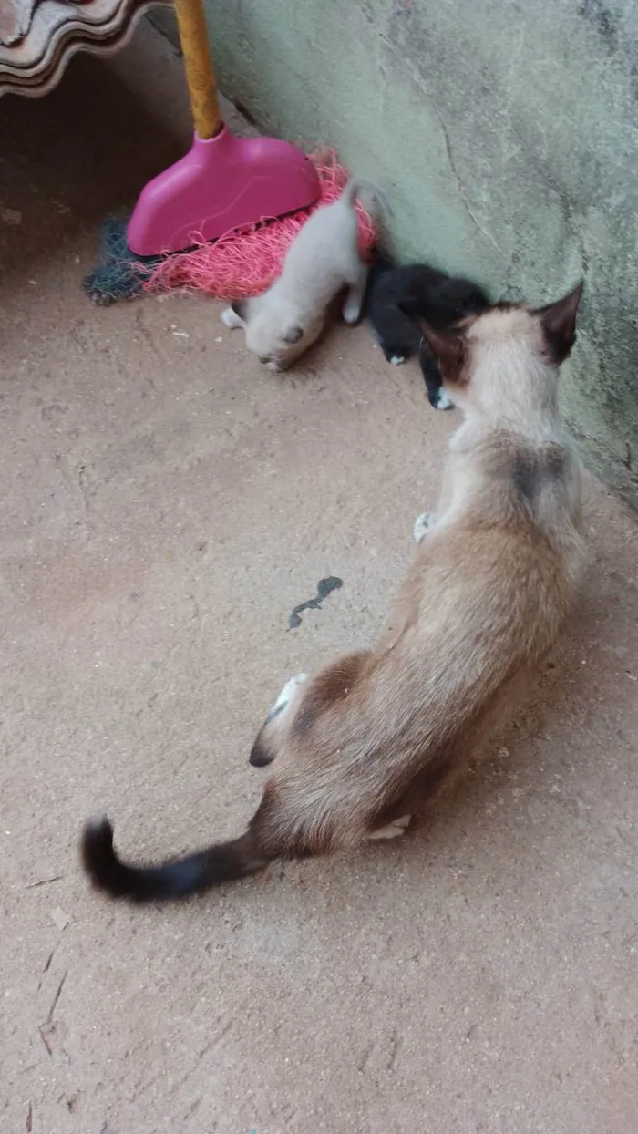 Gato ra a SRD-ViraLata idade 2 a 6 meses nome Filhotes