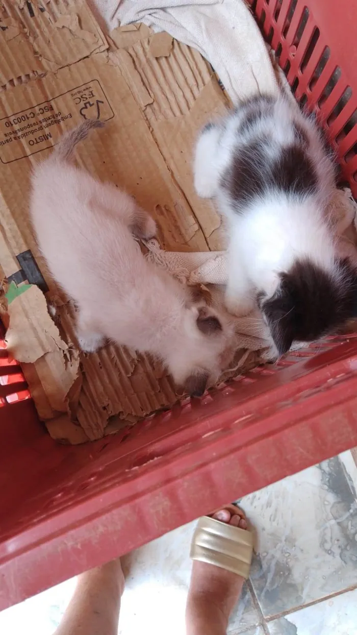 Gato ra a SRD-ViraLata idade 2 a 6 meses nome Filhotes