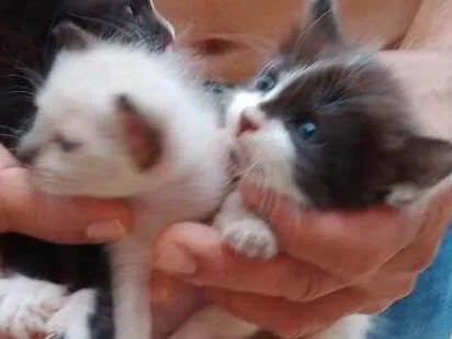 Gato ra a SRD-ViraLata idade 2 a 6 meses nome Filhotes