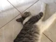 Juliano