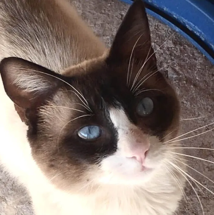 Gato ra a Mestico  idade 7 a 11 meses nome  Zayon 