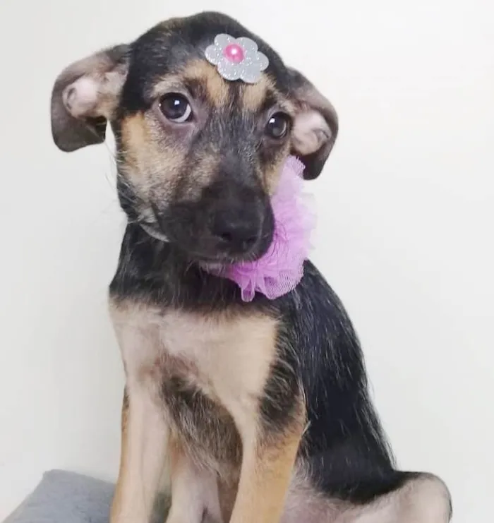 Cachorro ra a SRD-ViraLata idade 2 a 6 meses nome LILA