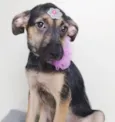 LILA