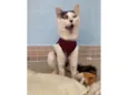 Safira