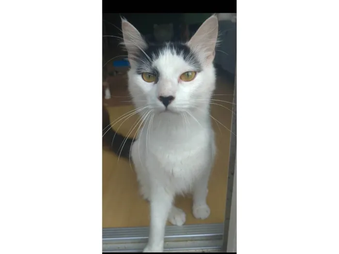 Gato ra a SRD idade 7 a 11 meses nome Safira