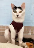 Safira