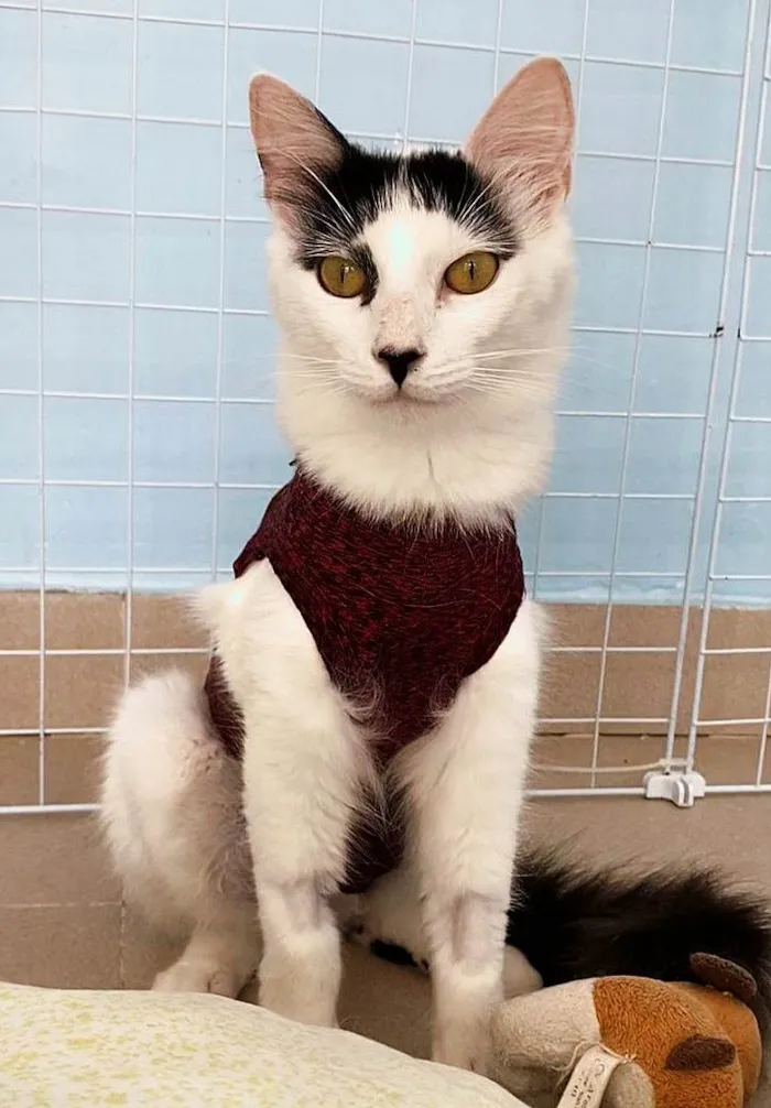 Gato ra a SRD idade 7 a 11 meses nome Safira