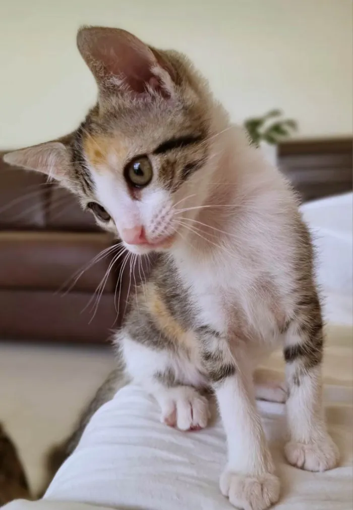 Gato ra a Srd idade 2 a 6 meses nome Liz