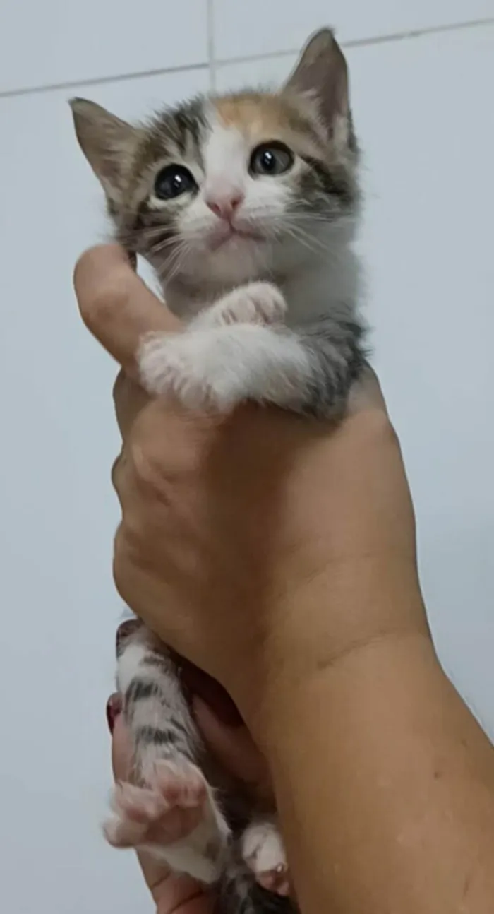 Gato ra a Srd idade 2 a 6 meses nome Liz