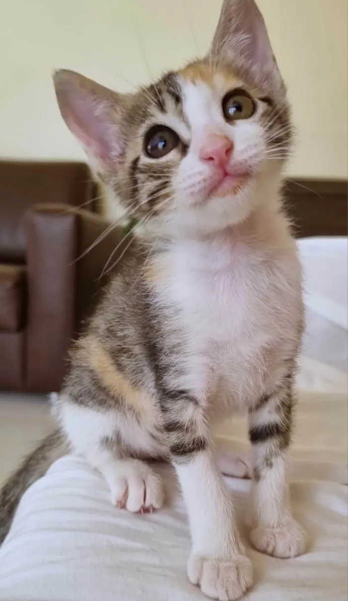 Gato ra a Srd idade 2 a 6 meses nome Liz