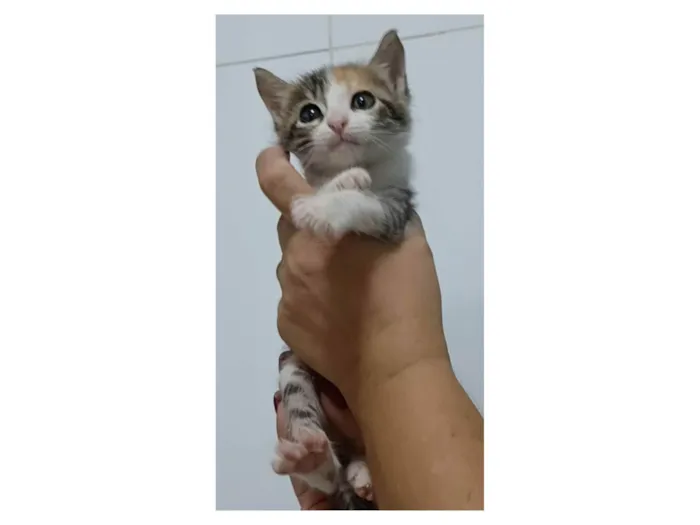 Gato ra a Srd idade 2 a 6 meses nome Liz