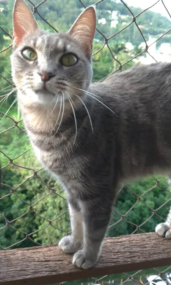 Gato ra a SRD-ViraLata idade 2 anos nome Adelly