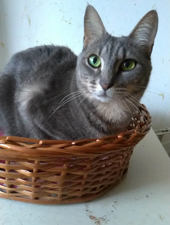 Gato ra a SRD-ViraLata idade 2 anos nome Adelly