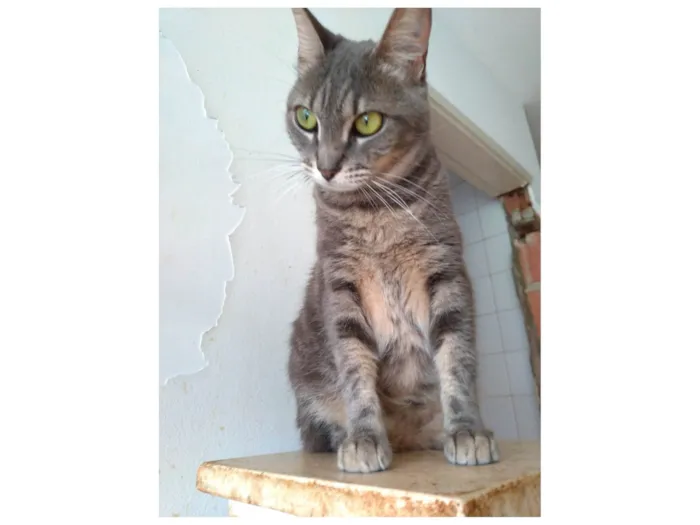 Gato ra a SRD-ViraLata idade 2 anos nome Adelly