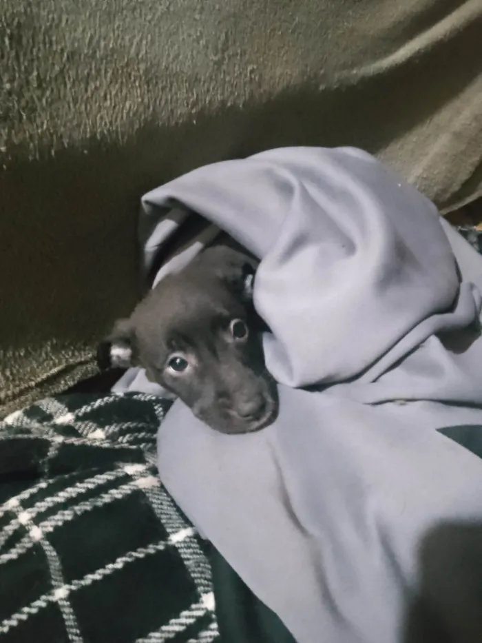 Cachorro ra a SRD-ViraLata idade Abaixo de 2 meses nome Sem nome